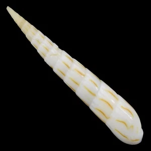 HASTULA LANCEATA (Mindanao, Philippines) 34.1mm #39514 - Picture 1 of 3