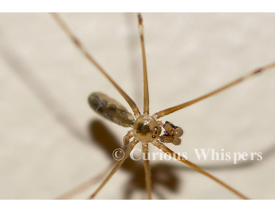 8.5x11 Print - "It's Watching You" - (Port Townsend, Washington) - Image 1 of 1