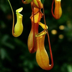 100 Fliegenfalle Samen Kannenpflanze Fliegenfalle Affenbecher Nepenthes - Bild 1 von 8
