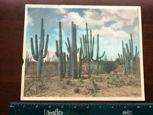 Ed Irwin Photograph 8X10 Sonoran Desert View Tucson Arizona 1920s - Picture 1 of 2