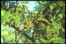 298039 Cyprus Tree Berries A4 Photo Print