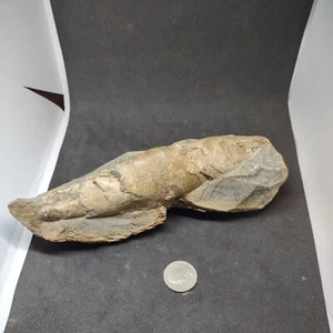 RARE WELL PREHISTORIC PRESERVED FISH FOSSIL 7 " BY 3" - Picture 1 of 11