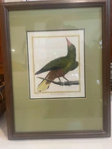 18th Century Original Bird Aquatint Cassique Vert 328 - Francois Nicolas Martine - Picture 1 of 2