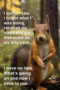 Funny Squirrel refrigerator magnet 3 1/2 x 4 1/2 - Picture 1 of 1
