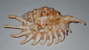 145 mm GRAN PATRÓN Lambis Millepeda Caracola Concha Seashell #AJ1 De Isla Caubia - Imagen 1 de 3