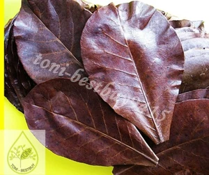 Indian Almond Leaves 7-8"x100 pcs Catappa Ketapang Shrimp Betta Discus Cichlid - Picture 1 of 9