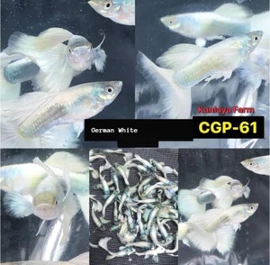 1 TRIO - Live Aquarium Guppy Fish High Quality - GERMAN WHITE - Picture 1 of 2
