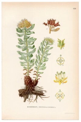 1926 Golden Root, Rose Root, Roseroot, Lindman Botanical Print, Rhodiola Rosea Foto 1 de 3