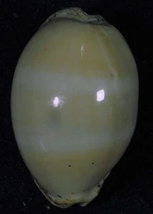 CYPRAEA CINEREA GRANDE - Imagen 1 de 2