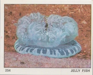 Top Sellers Card - Animals of The World - Card No 254 - Jelly Fish - Picture 1 of 2