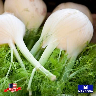 Semillas frescas de hierba de hinojo - Florencia jardín de reliquia sin OGM Foto 1 de 3