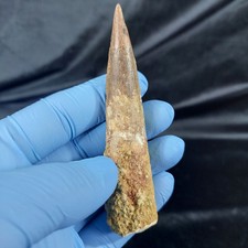 4" Big Spinosaurus Tooth Rare Fossil Dinosaur teeth 95 million years old Fossil