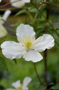 Clematis montana grandiflora AGM - Picture 1 of 1