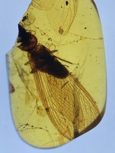 Perfect Winged Termite & Cobweb, Fossil In Genuine Burmite Amber, Dates 98MYO - Picture 1 of 11