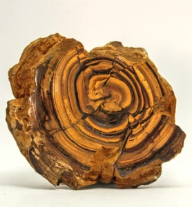 203G EXTREMAMENTE RARO Dragones Naturales Piedra Septario Parcialmente Pulido Nódulo - Imagen 1 de 10