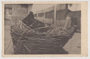 Hen in a Wicker Nest Rustic Moment of Quiet Farmyard Simplicity Snapshot Photo - Imagen 1 de 7