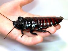  Roach Chow, Bug Grub, Hissing Cockroach food, Dubia, Crickets, Locust, 