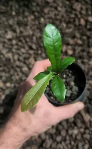 Miracle Berry ~ Synsepalum dulcificum ~ Seedling ~ Rare Fruit Tree - Picture 1 of 2