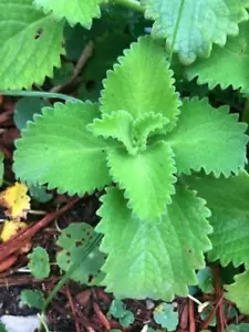 Cuban Oregano~Mexican (ORGANIC) Well Rooted plant (2 x 6-8 Inches) - Picture 1 of 1
