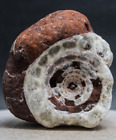 256Gr Fantastischer Ganzer Perm Ammonit Fossil Calcit Mollusca Timor