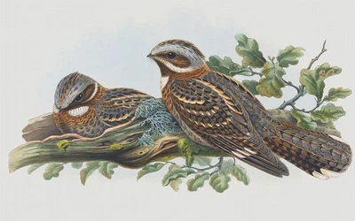 Naturalist Gould Red Neck Nightjar Birds Counted Cross Stitch Pattern - Image 1 of 4