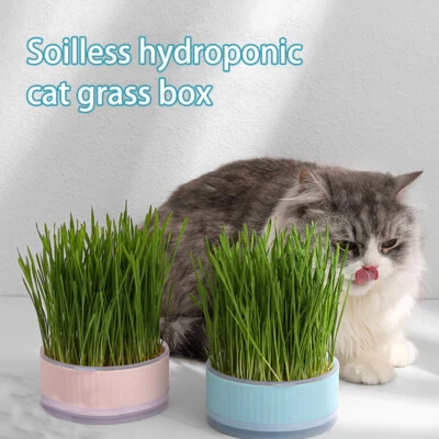 Soilless Organic Catgrass Cat Grass Snack Growing Kit Cat Grass Planting - Image 1 of 4