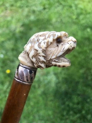 Antico Pomello Bastone da Passeggio Parasole Tete De Cane Scolpito Ombrello Dog - Immagine 1 di 4