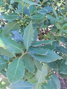 Foglie Di Alloro "laurus nobilis" 150 Grammi foglie bio appena raccolte - Foto 1 di 1