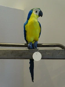 Papagei Sittich Vogel blau / gelb gefiedert 46 cm Dekoration - Picture 1 of 4