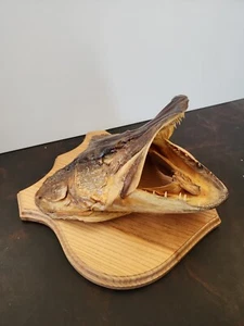 BAR23 Northern Pike Fish Head Shoulder Mount Taxidermy - Picture 1 of 4
