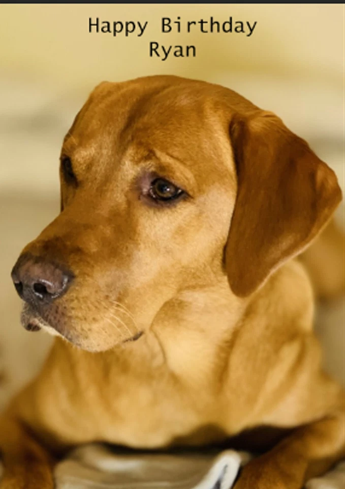 Personalised Fox Red Labrador Card Birthday Funny Christmas Pet Dog - Image 1 of 1