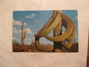 Guardians of the Desert octopus giant Saguaro Postcard - Picture 1 of 2