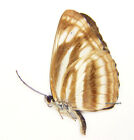 Unmounted Butterfly/Nymphalidae - Neptis sankara guiltoides, male, Vietnam