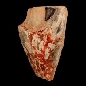 XL 0.9" Triceratops Fossil Tooth Hell Creek FM Cretaceous Dinosaur Montana COA - Picture 1 of 10