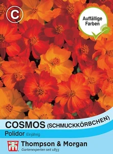 Schmuckkörbchen 'Polidor' - Cosmos bipinnatus, Samen, 3474 - Bild 1 von 2