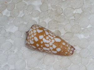 CONUS  GISELLELIEAE DWARF - Imagen 1 de 2