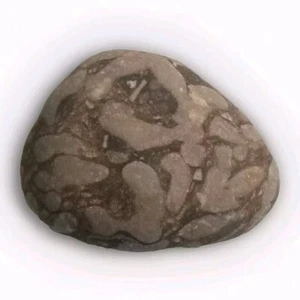 Piedra de protección antigua rara de Cladopora difícil de encontrar fósil caído natural del lago Michigan - Imagen 1 de 4