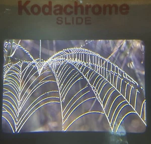 35 MM Color Slides Professional Photograph Spider Web Close Up - Picture 1 of 1