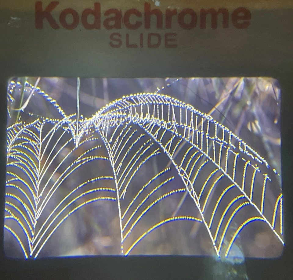 35 MM Color Slides Professional Photograph Spider Web Close Up - Image 1 of 1