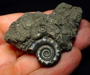 Pyrite Eoderoceras ammonite fossil (70 mm) Jurassic Coast Fossils crystals rocks - Picture 1 of 8