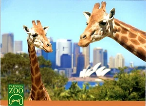 Giraffes, Taronga Zoo, Sydney, Australia Postcard - Picture 1 of 2