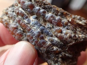 Botryoidal Fossil Coral Geode Fragment GA Agate Specimen Collection Gem WC35 - Picture 1 of 7
