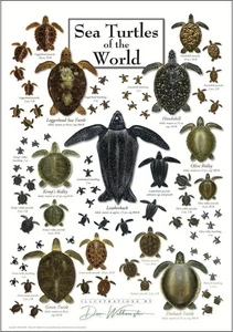 Póster de naturaleza ilustrado de tortugas marinas del mundo (19"x27") - Imagen 1 de 1