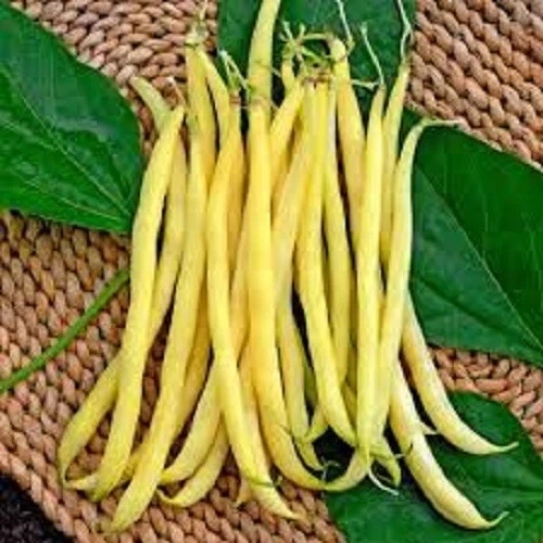 BEAN CLIMBING KENTUCKY WONDER WAX SEEDS Spring Summer Vegetable Garden Bean Seed - Image 1 of 1
