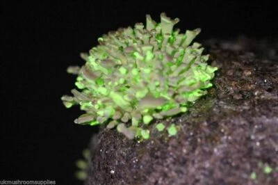 Glow in the dark complete mushroom grow kit with 10ml culture Panellus stipticus - Image 1 of 4