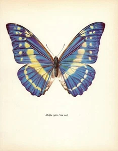 Impresión artística vintage de mariposas morfo azul impresión de insectos 5671-38 - Imagen 1 de 1
