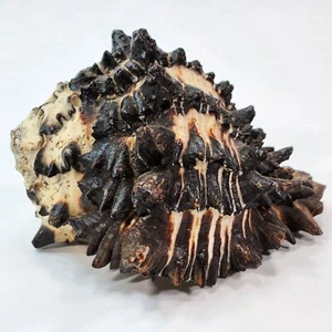 Murex Sea Shell marked Berkley Cal 1915 - Picture 1 of 12