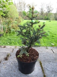 Picea crassifolia, Qinghai spruce 10L 60-70cm EXACT ITEM PHOTO good 4 bonsai - Picture 1 of 1