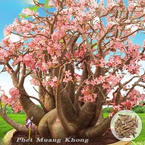 Adenium Arábicum - Phet-Muang-Khong - Flores rosas, planta corta, 20 semillas frescas - Imagen 1 de 12