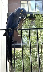 RARE Hyacinth Macaw Small/Body Feathers - Parrot Feathers - Picture 1 of 9